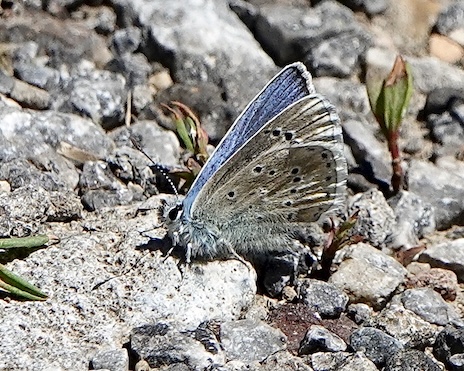 alcon blue